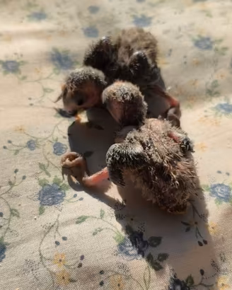 Inseparabili  allevati a mano