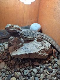 Drago barbuto (Pogona vitticeps)