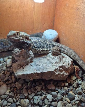 Drago barbuto (Pogona vitticeps)