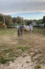 Cavallo arabo