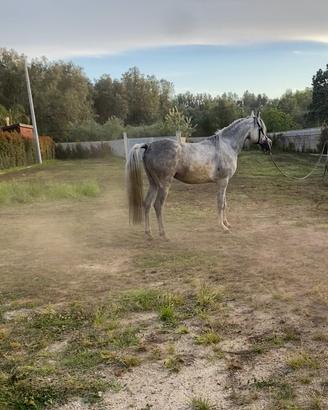 Cavallo arabo