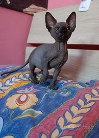 Cucciolo di Canadian sphynx
