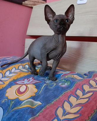 Cucciolo di Canadian sphynx