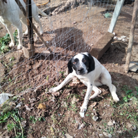 Piccola cagnolina di 8mesi cerca famiglia