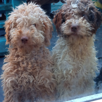 Cuccioli di Lagotto romagnolo