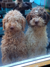 Cuccioli di Lagotto romagnolo