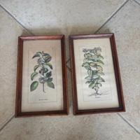 Cornici con stampe botaniche