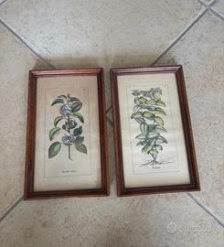 Cornici con stampe botaniche