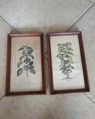 Cornici con stampe botaniche