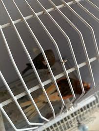 Coppia di canarini portoghesi