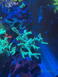 Corallo - Seriatopora caliendrum