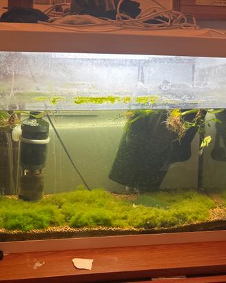 acquario 80lt