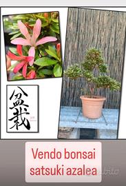 bonsai azalea satsuki