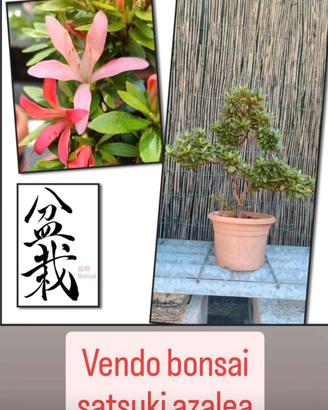 bonsai azalea satsuki