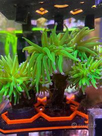 Euphyllia glabescens blu berry