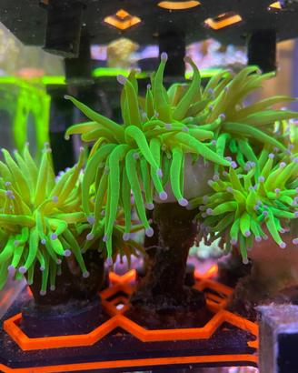 Euphyllia glabescens blu berry