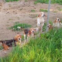 Beagle pedigree