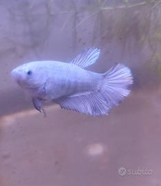 Betta dragon silver/platino