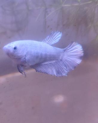 Betta dragon silver/platino