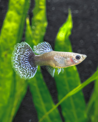 Guppy, acquario, pesci