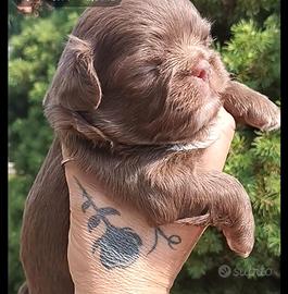 Chihuahua