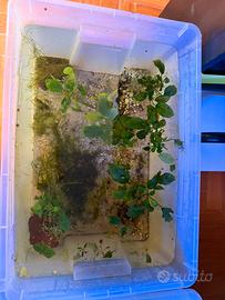 Vasca allevamento 50L con anubias + piante + subst
