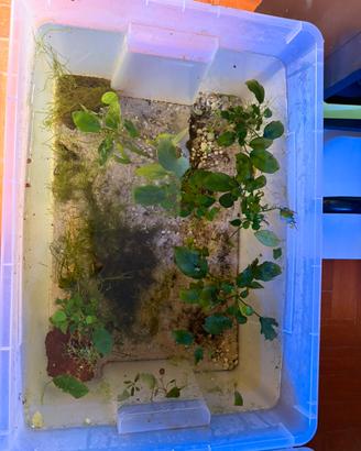 Vasca allevamento 50L con anubias + piante + subst