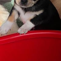 Chihuahua maschietto taglia piccola