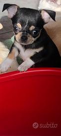 Chihuahua maschietto taglia piccola