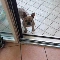 Bulldog francese