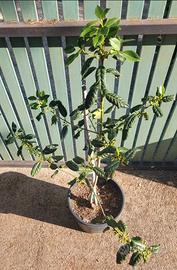 Albero di agrifoglio 