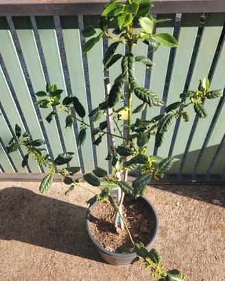 Albero di agrifoglio 