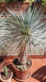 Yucca rostrata 