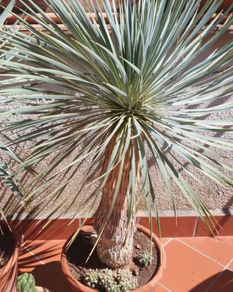 Yucca rostrata 