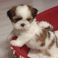 Shih tz. Prezzo bomda