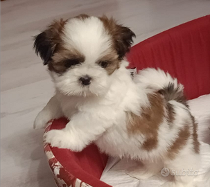 Shih tz. Prezzo bomda