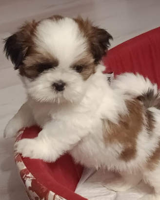 Shih tz. Prezzo bomda