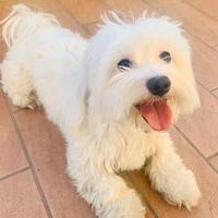 Cane Maltese disponibile per monta / accoppiamento
