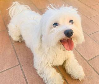 Cane Maltese disponibile per monta / accoppiamento