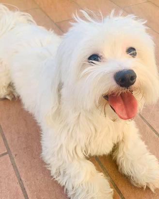 Cane Maltese disponibile per monta / accoppiamento