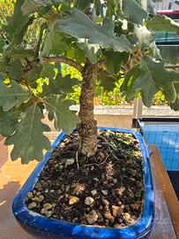 Bonsai quercia