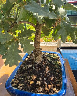 Bonsai quercia