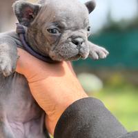 Femmina blu bulldog francese