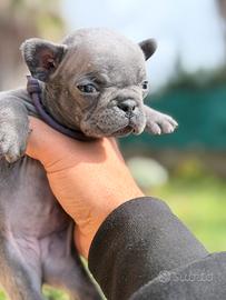 Femmina blu bulldog francese