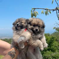 Cuccioli adorabili vogliono una famiglia