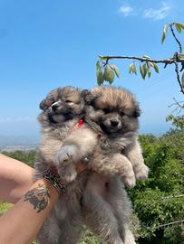 Cuccioli adorabili vogliono una famiglia