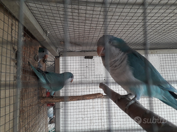 Femmine di parrocchetto monaco