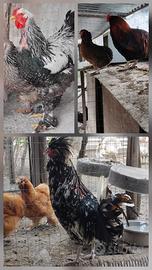 Galline, tacchini, oche