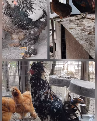 Galline, tacchini, oche