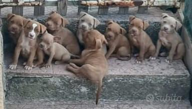 pitbull red nose